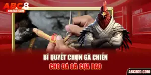 bí quyết chon gà chiến cho đá gà cựa dao