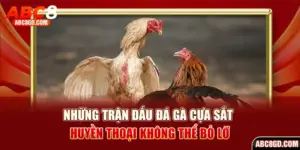 những trận đấu đá gà cựa sắt