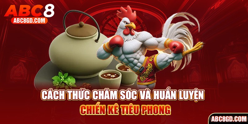 Cách thức chăm sóc và huấn luyện chiến kê tiêu phong