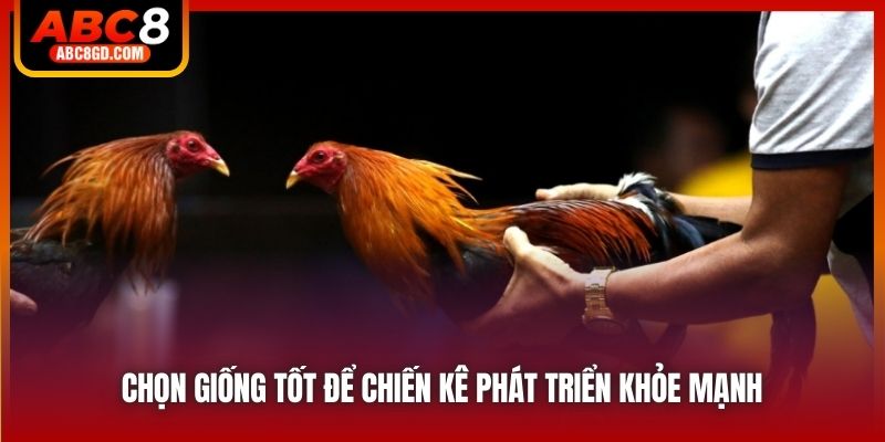 Chọn giống tốt để chiến kê phát triển khỏe mạnh