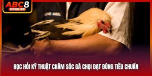 Học Hỏi Kỹ Thuật Chăm Sóc Gà Chọi Đạt Đúng Tiêu Chuẩn