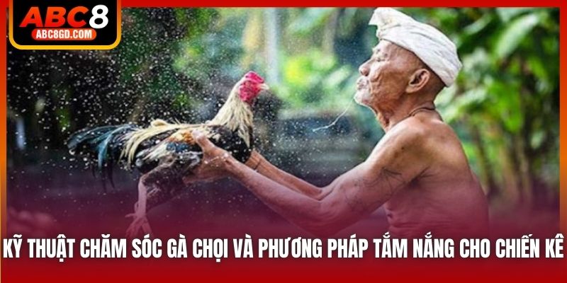 Kỹ thuật chăm sóc gà chọi và phương pháp tắm nắng cho chiến kê