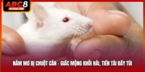 Nằm Mơ Bị Chuột Cắn - Giấc Mộng Khôi Hài, Tiền Tài Đầy Túi