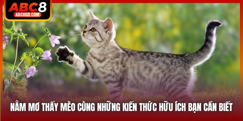 Nằm mơ thấy mèo cùng những kiến thức hữu ích bạn cần biết