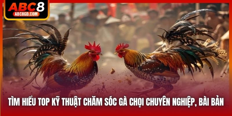 Tìm hiểu top kỹ thuật chăm sóc gà chọi chuyên nghiệp, bài bản