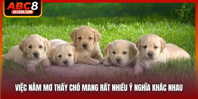 Việc nằm mơ thấy chó mang rất nhiều ý nghĩa khác nhau